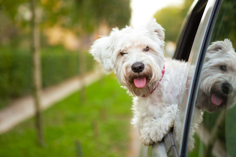 Driving Safety: Check Out These Tips to Keep Your Dog Safe in the Car